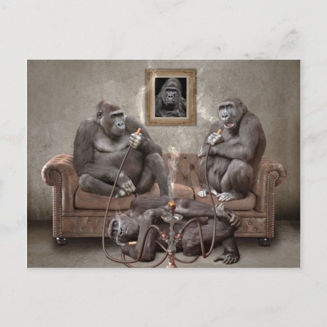 Hookah Rauchen Apes Post Card Postkarte (Vorderseite)