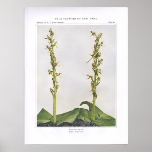 Hooker's Orchis - Lysias hookeriana Poster
