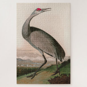 Hooping Crane Birds of America Audubon Print