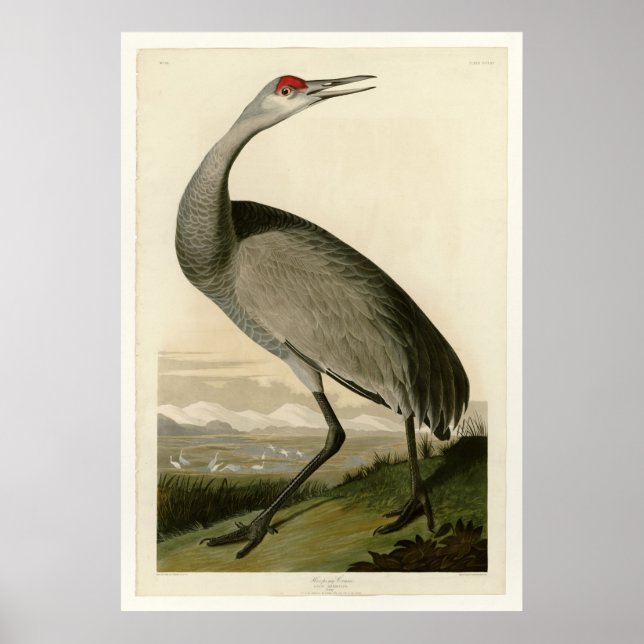 Hooping Crane Poster (Vorne)
