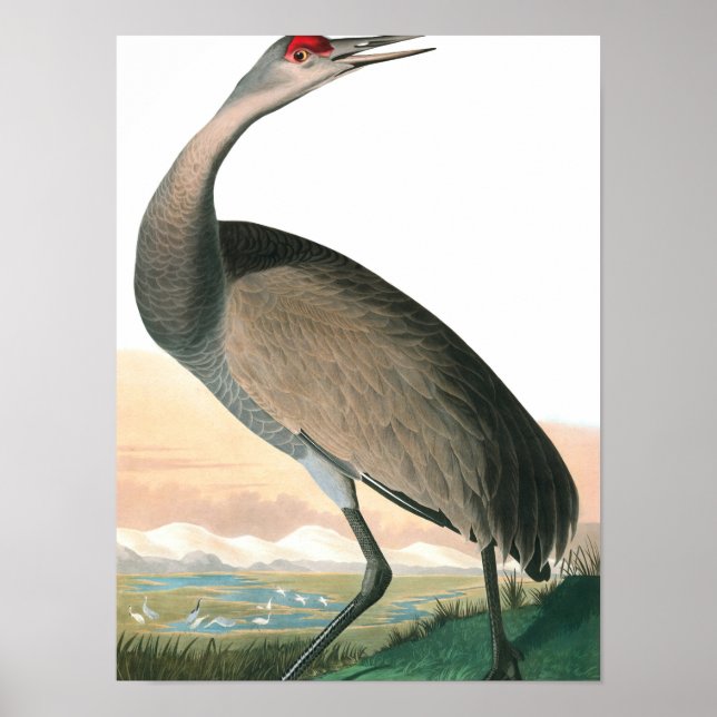 Hooping Crane von John James Audubon Poster (Vorne)