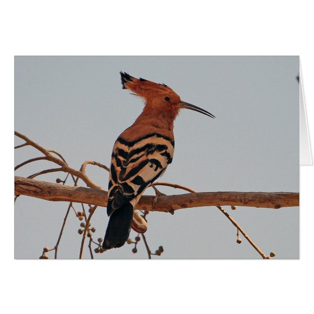 Hoopoe (Vorderseite (Horizontal))