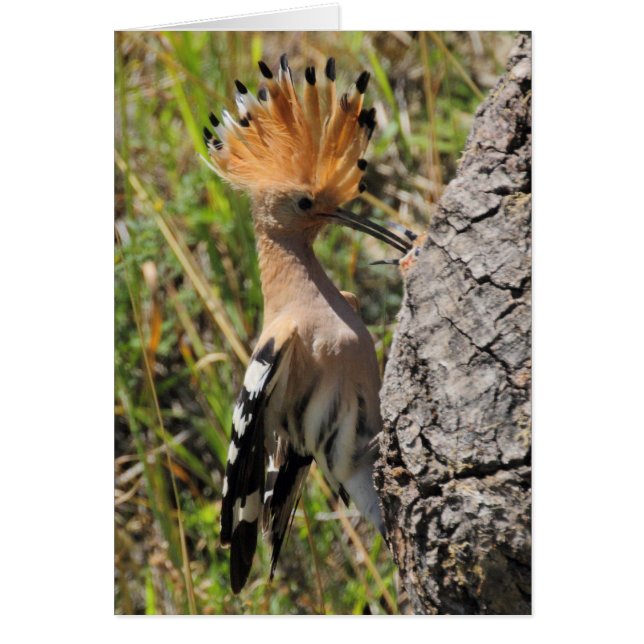 Hoopoe Fütternd Nestling (Vorne)