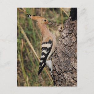 Hoopoe Fütternd Nestling Postkarte