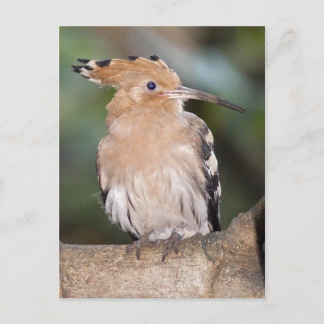 Hoopoe Postcard Postkarte (Vorderseite)