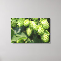 Hop Art: Wilde Hopfen für die Zuhause des Bierlieb