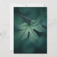 Hop Humulus Leaf Natur Foto