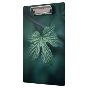 Hop Humulus Leaf Natur Foto Klemmbrett
