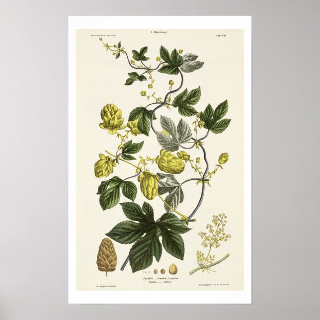 Hop Vine, von "The Young Landsman", veröffentlicht Poster (Vorne)