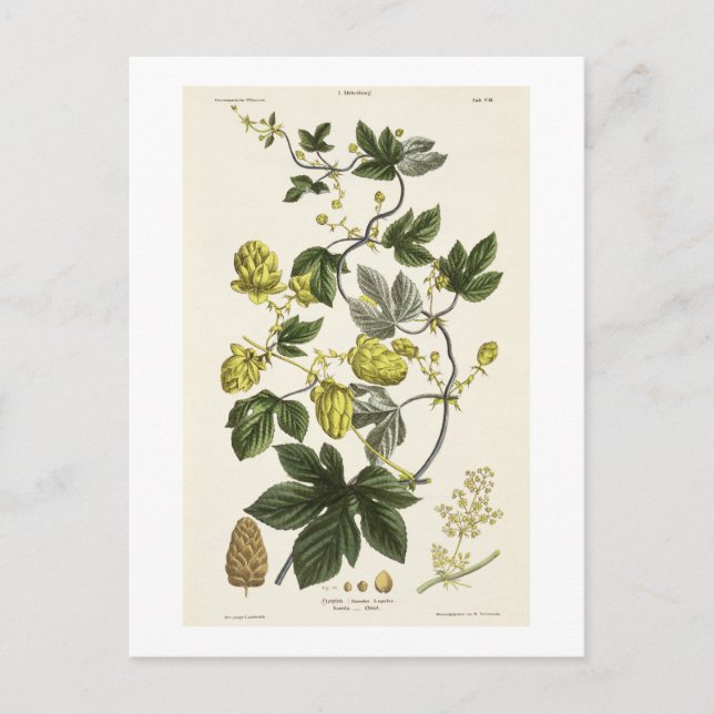 Hop Vine, von "The Young Landsman", veröffentlicht Postkarte (Vorderseite)