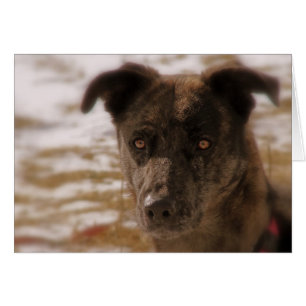 Hope German Shepherd Jedes Anlasses