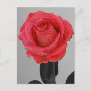 Hope Rose Postkarte