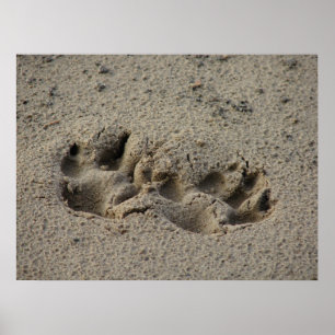 Hope's Pawprints in der Sand Gloss Leinwand UV Poster