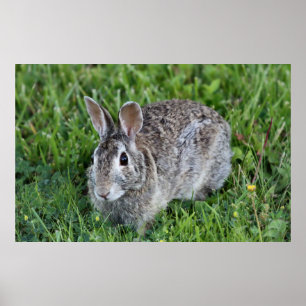 Hoppy Bunny Poster