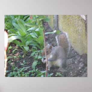 Horatio the Eichhörnchen Print Poster
