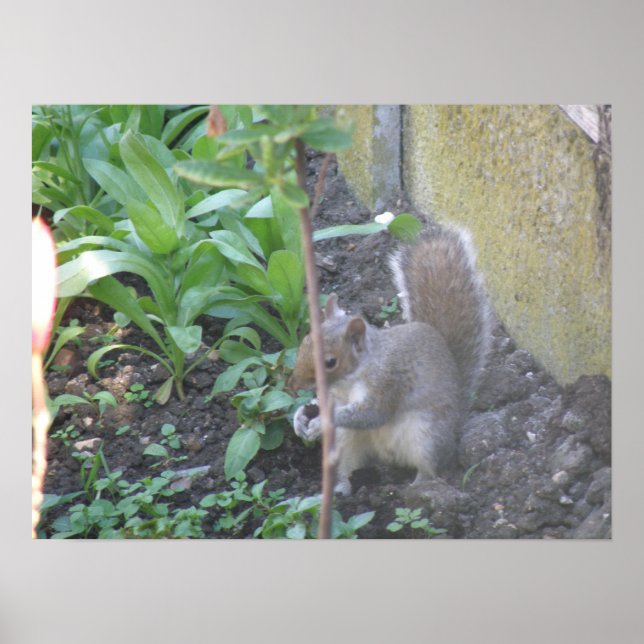 Horatio the Eichhörnchen Print Poster (Vorne)