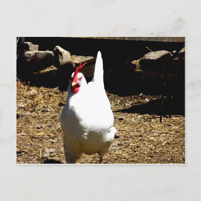 Hören Sie auf das Huhn Postkarte (Vorderseite)