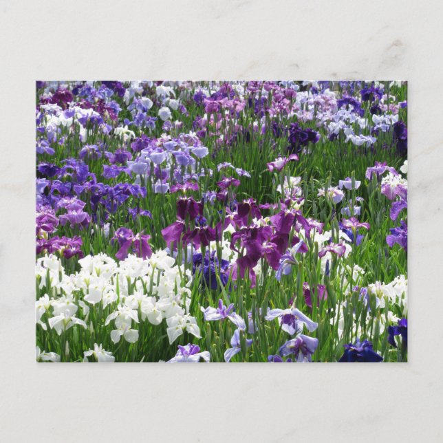 Horikiri Iris Garden: Tokio, Japan Postkarte (Vorderseite)