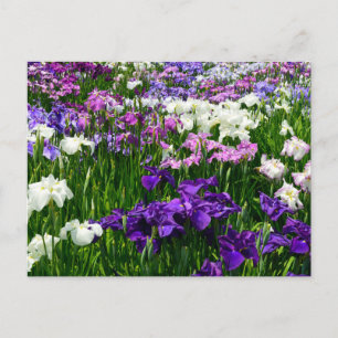 Horikiri Shobuen (Iris Garden): Japan Postkarte