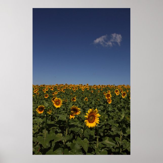 Horizont Poster (Vorne)