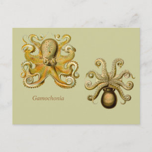 Horizontale Gamochonia-Postkarte Postkarte