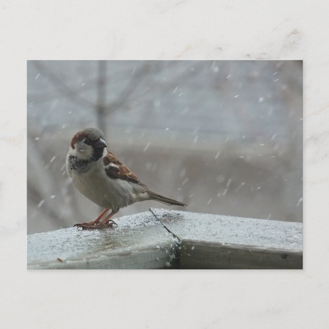 Horizontale Postkarte für Sparrow (Vorderseite)