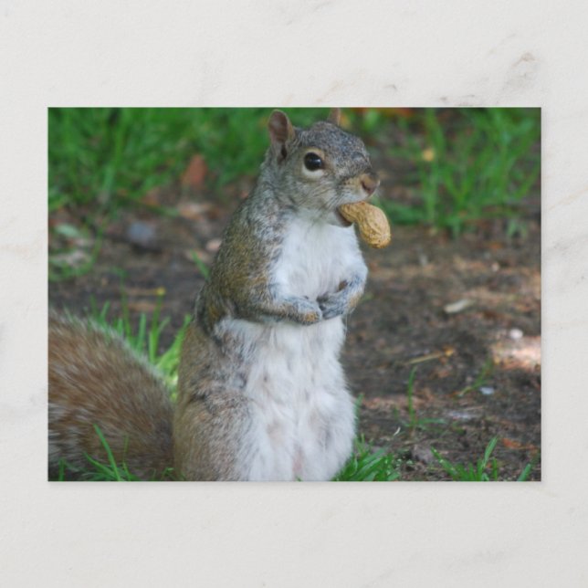 Horizontale Postkarte - Maßgeschneiderte (Vorderseite)