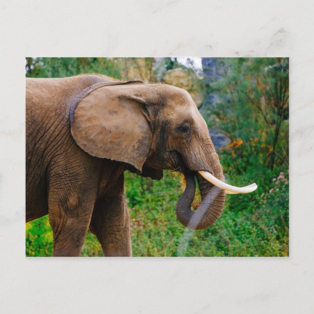 Horizontales Elephant-Portraitbild Postkarte (Vorderseite)