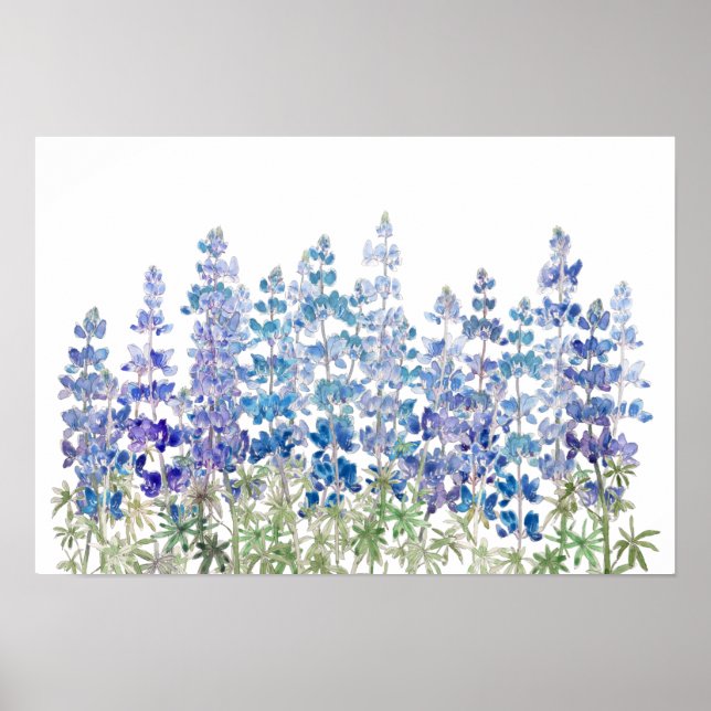Horizontales Feld für lila Lupin-Blume Poster (Vorne)