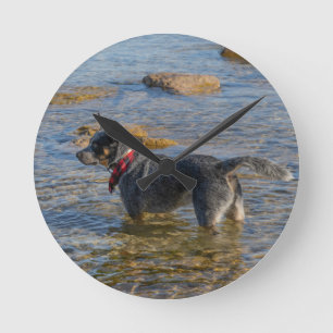 Horloge australienne de chien de bétail