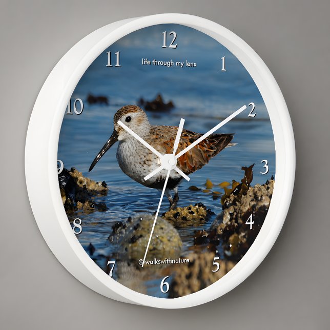 Horloge Bécasseau de Bécasseau à dunes à la plage (Stunning Dunlin Sandpiper Shorebird at the Beach Wall Clock Cover Photo)