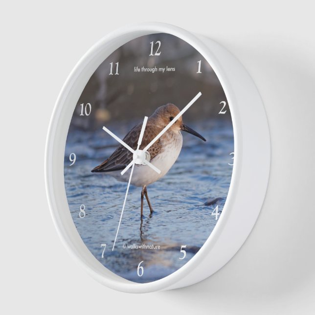 Horloge Bécasseau mignon Dunlin errant sur la plage d'hive (Angle)