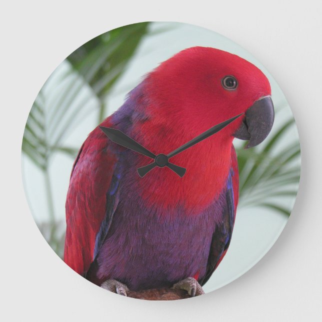 Horloge belle Eclectus perroquet rouge femelle ani (Recto)