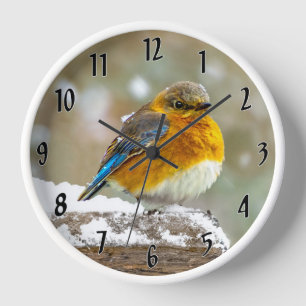 Horloge Bleuet de l'Est en neige - Photo originale