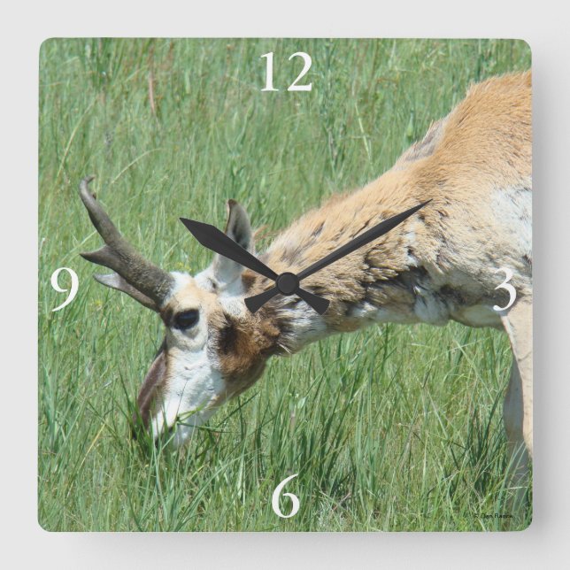 Horloge Carrée A11 Pronghorn Antelope Buck Grazing (Recto)