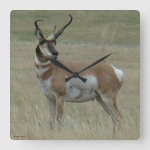 Horloge Carrée A37 Pronghorn Antelope