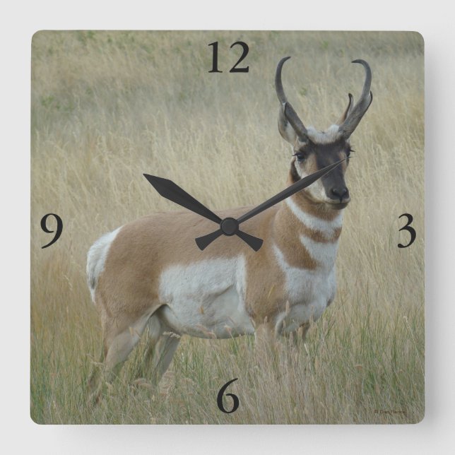 Horloge Carrée A8 Pronghorn Antelope Big Buck (Recto)