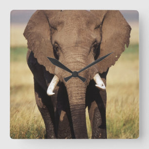 Horloge Carrée African Bush Elephant