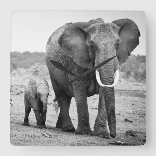 Horloge Carrée African Elephant & Calves | Kenya (Recto)