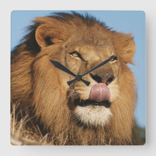 Horloge Carrée African Lion (Panthera Leo), African savannah