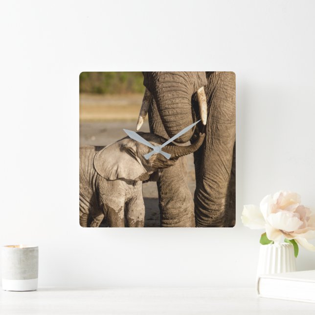 Horloge Carrée Animaux de bébés cutest | Baby Elephant & Mama (Maison)