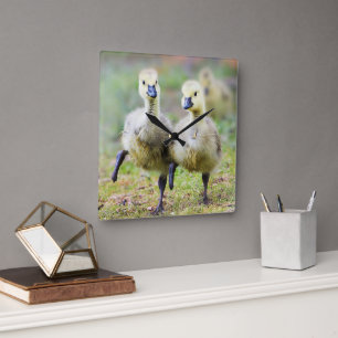 Horloge Carrée Animaux de bébés cutest   Goélands d'oies canadien