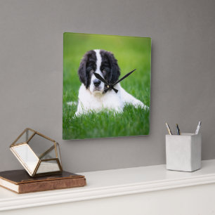 Horloge Carrée Animaux de bébés cutest   Newfoundland Puppy