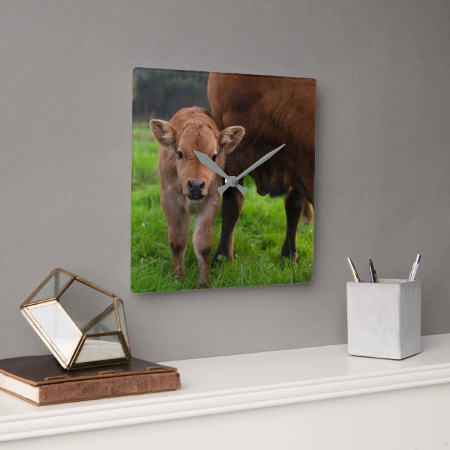 Horloge Carrée Animaux de bébés cutest | Vache et veau (Bureau)