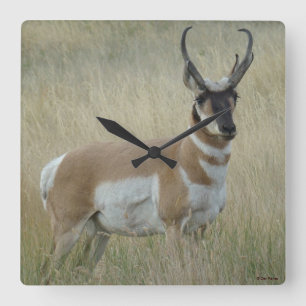 Horloge Carrée Antilope pronghorn A8