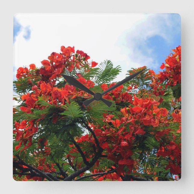 Horloge Carrée Arbre fleurissant royal hawaïen de Poinciana (Recto)