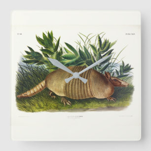 Horloge Carrée Armadillo à nez long, à neuf bandes, par Audubon