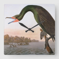 Audubon : Double Crested Cormorant