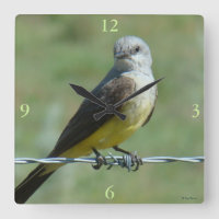 B32 Tyran à bec jaune