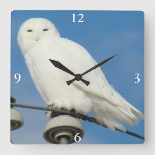 Horloge Carrée B50 Harfang des neiges
